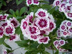 Image result for Spring Tulips Images