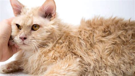 Cats With Curly Hair: 10 Breeds You Need to Know