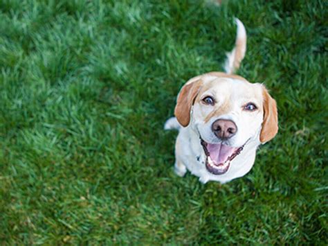 Bissell Paid Program 的图像结果