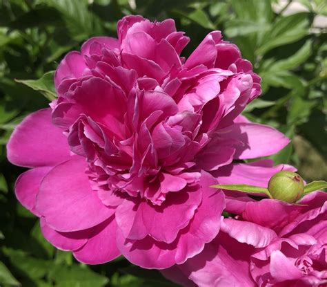 14 Pretty Pictures of Peonies in Full Bloom - Birds and Blooms