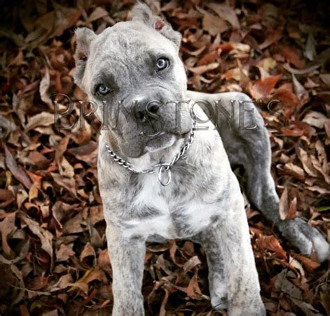 Light Gray Cane Corso at Ashley Smalley blog