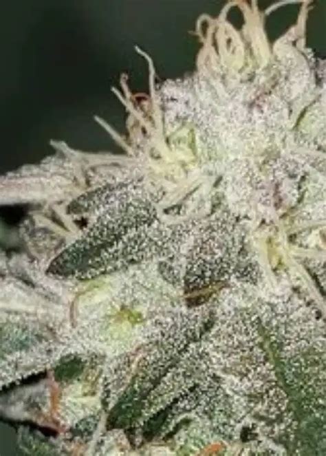 Image result for Alien OG Facts