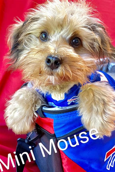 Buffalo Pug & Small Breed Rescue, Inc.