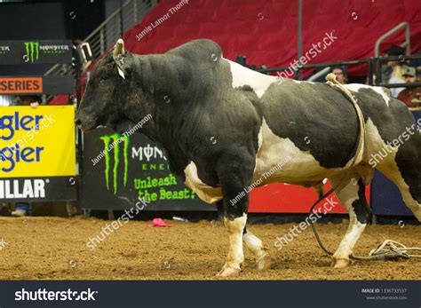 Bull Riders Pbr Duluth Us Border Stock Photo 1336733537 | Shutterstock