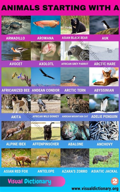 Animals that Start with A: Useful List of 45+ Animals Starting with A ...