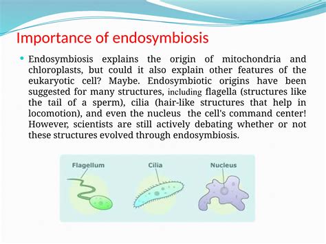 Chloroplast Prokaryotic Or Eukaryotic