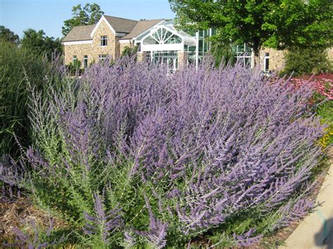 Russian Sage | Plant Profiles | Sylvan Gardens Landscape Contractors