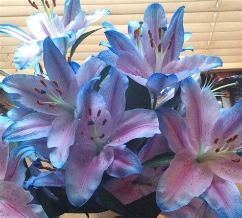 Blue and Pink Lily Flowers in Vase