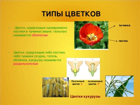 Урок биологии в 6 классе "Цветок и его строение" (ФГОС)