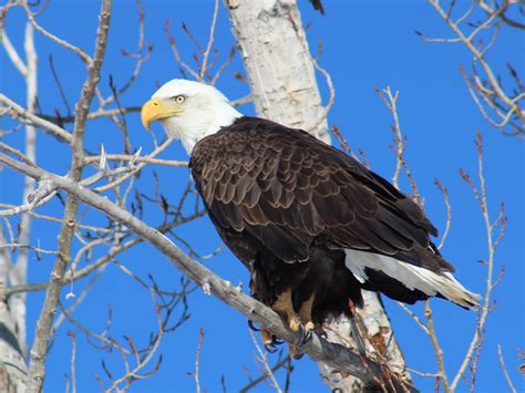 All About Wild Life Information: Eagle Info and Pictures