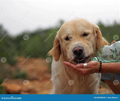 Friendly Golden Retriever is Drinking Water Stock Photo - Image of ...