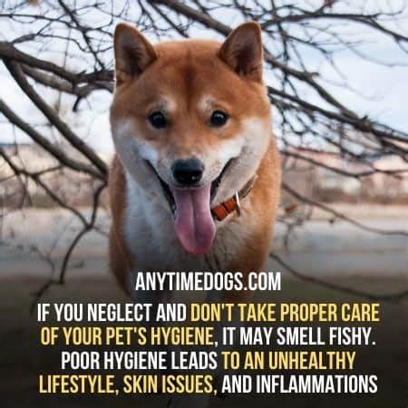 Do Shiba Inus Shed? Understanding Shiba Inu Shedding Habits