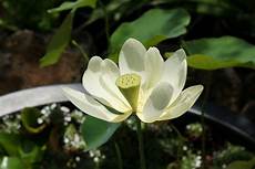 cycle of the lotus flower trivia koloa jodo cycle of the lotus flower trivia koloa jodo cycle of the lotus flower trivia koloa jodo cycle of the lotus flower trivia koloa jodo