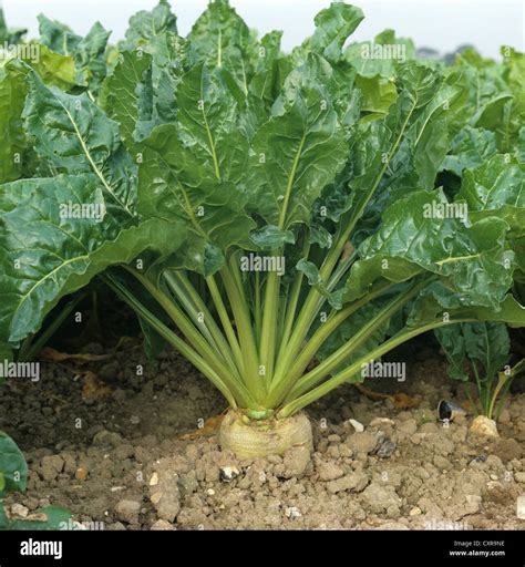 Sugar Beet Vs Sugar Cane