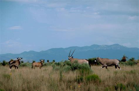 Free picture: south, African, oryx, gemsbok, African, mammal