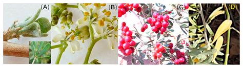 Preceding Phenological Events Rather than Climate Drive the Variations ...