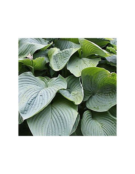 Hosta géant Empress Wu