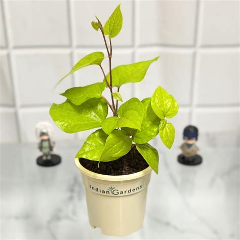 M-Tech Gardens Betel Leaf/Vetta Medicinal Herb Plant (Piper betle ...