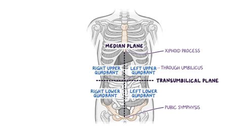 What Is The Quadrants Of Abdomen at Lola Omay blog