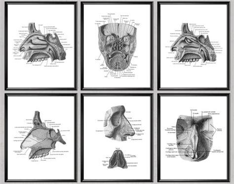 6 Human Nose Anatomy Posters Medical Art Nasal Anatomy Art - Etsy India