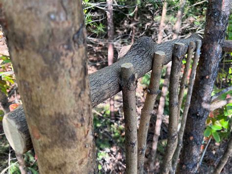 Simple Tree House DIY Model 的图像结果