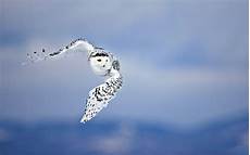 Winter Snowy Owl Wallpaper by Snowy Owl Wallpapers Wallpaper Cave Winter Snowy Owl Wallpaper