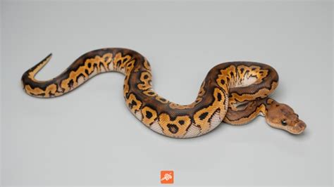 Image result for Pastel Red Stripe Ball Python