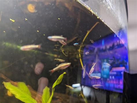 Blue stripe white cloud minnow : r/Aquariums