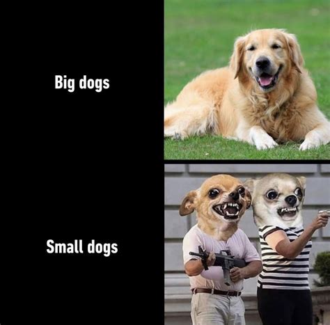 Big dogs vs small dogs - Meme by schizoidman :) Memedroid