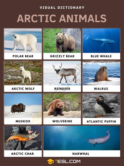 Arctic Ocean Animals List