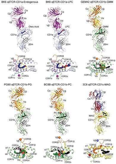 IJMS | Special Issue : Recent Advances in T Cell Immunity