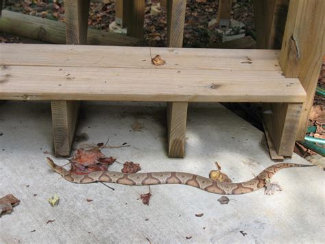 Copperhead Snake – Identification | Walter Reeves: The Georgia Gardener