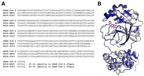 Development of Mouse Hepatitis Virus Chimeric Reporter Viruses ...