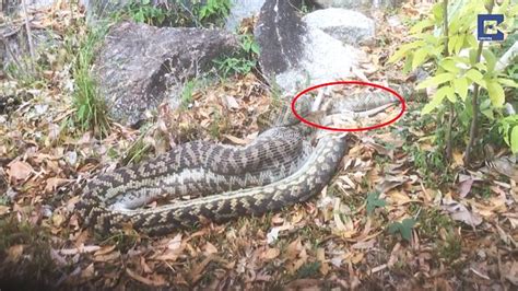 Image result for Python Swallowing Kangaroo