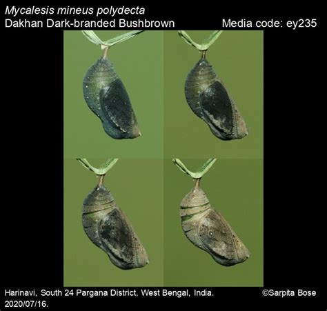 Mycalesis mineus | Butterfly
