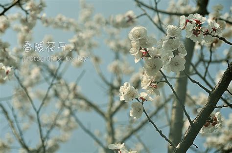 春暖花开0139-植物图-植物图库-图行天下素材网