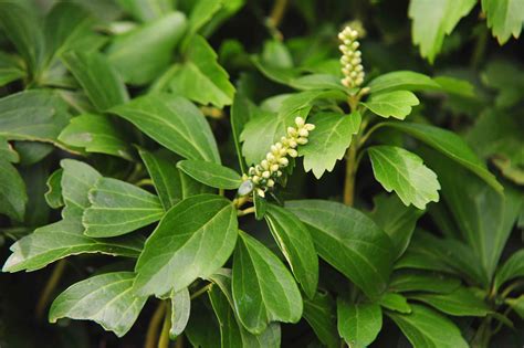 15 Best Evergreen Ground Cover Plants