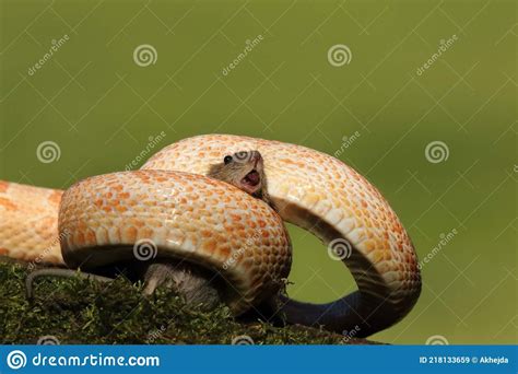 Pantherophis Guttatus or Elaphe Guttata Hunting a Mouse Stock Image ...