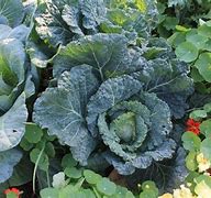 Image result for Polyculture