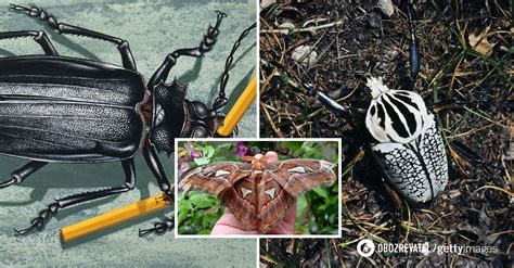 10 largest insects in the world: some of them can scare even ...