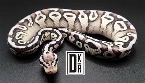 Image result for Axanthic Pastel Ball Python