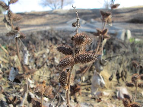 Different Types Of Sticker Burrs at Jerry Cook blog