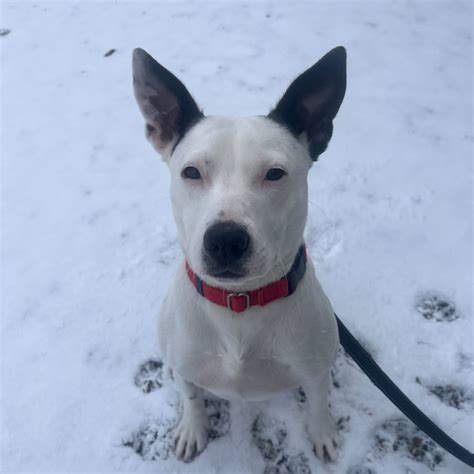 Winter care tips for pets | Asheville Humane Society