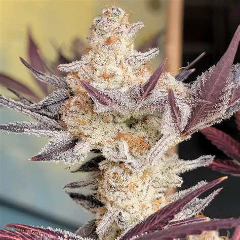 Lunch Money - Garlic Icing #7 x Meat Breath w/ Freebie | Cannabis Seeds