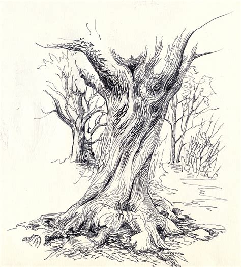 Image result for Tree Trunk Drawing