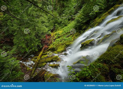 Proxy falls, Oregon stock image. Image of hike, landscape - 80286051