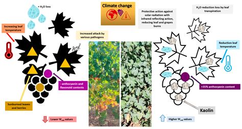 Effects of Global Warming on Grapevine Berries Phenolic Compounds—A Review