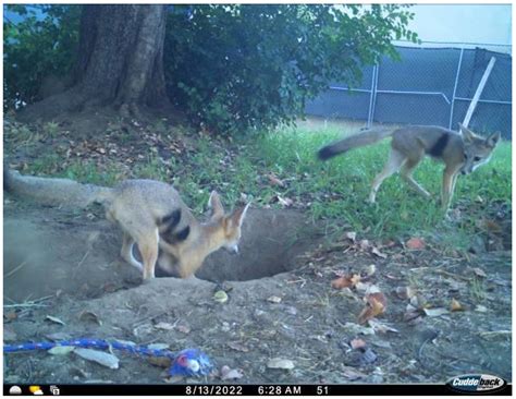 Den Use Patterns of Endangered San Joaquin Kit Foxes in Urban ...