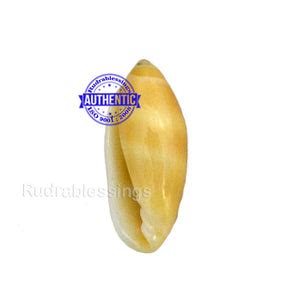 Valampuri Shankh – Rudra and Sons