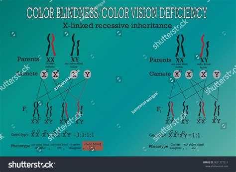 Colour Blindness In Genetics
